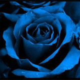 Rosa-blu-jpg