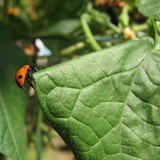 Coccinella-jpg
