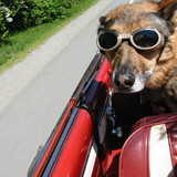 Maggie-doggles-jpg_7767752