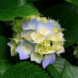 Hydrangeas-jpg