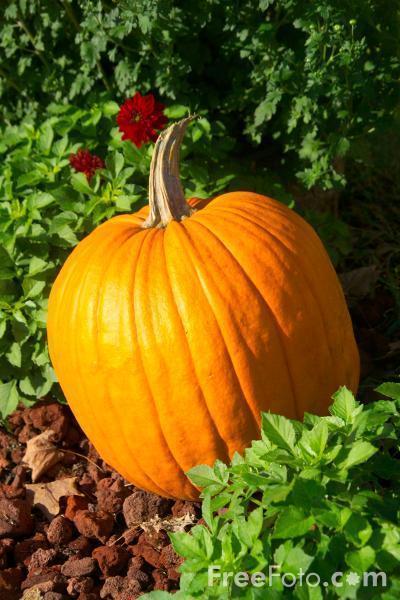 Pumpkin Soup di Alex - Recipefy