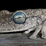 Nat-geog-blue-eyed-tree-frog_42789_600x450-jpg