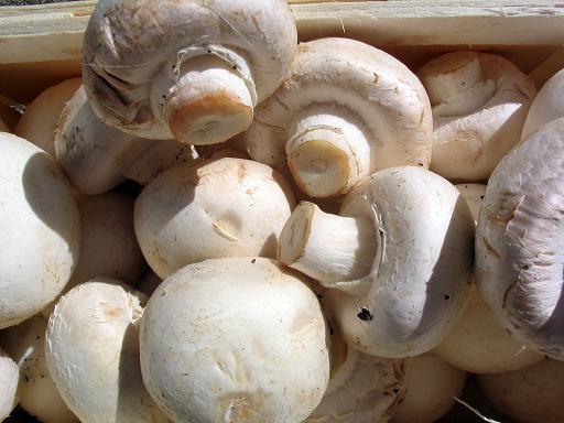 Farfalle alla crema di funghi of Veronica A. - Recipefy