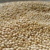 Quinoa-jpg