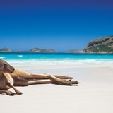Original__9412665_be85_roo_on_beach-jpg_3572016