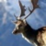 Https-graph-facebook-com-100000225120554-picture