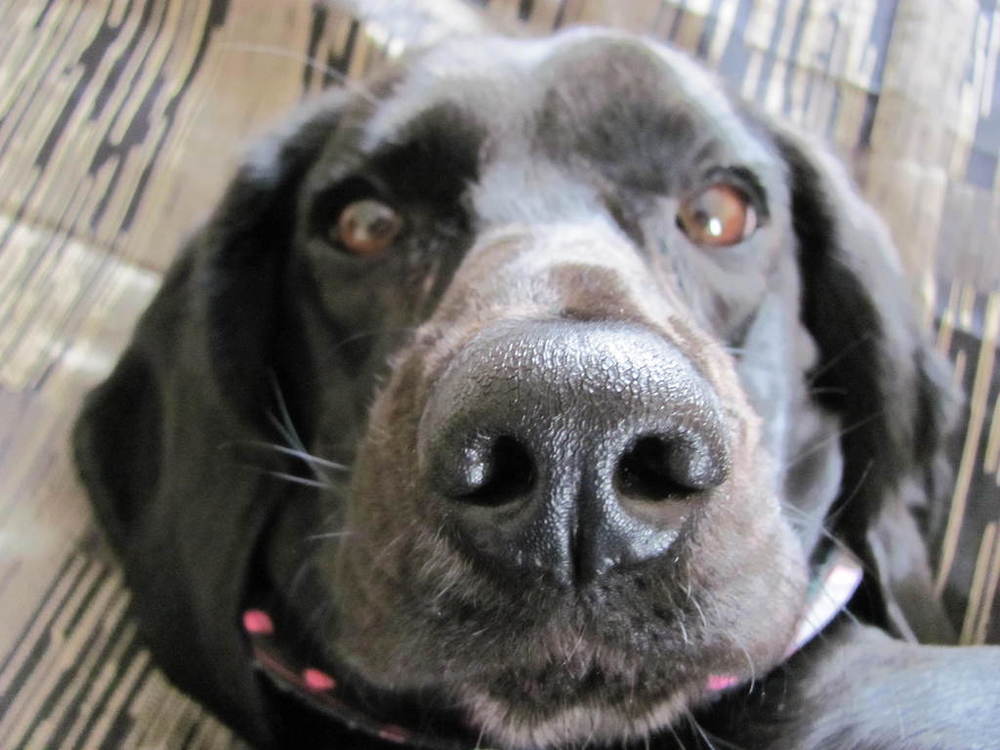 10 Human Foods You Can Share With Your Dog di Cydneys' Mom - Recipefy