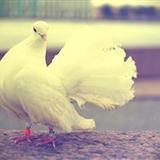 Birds-241v