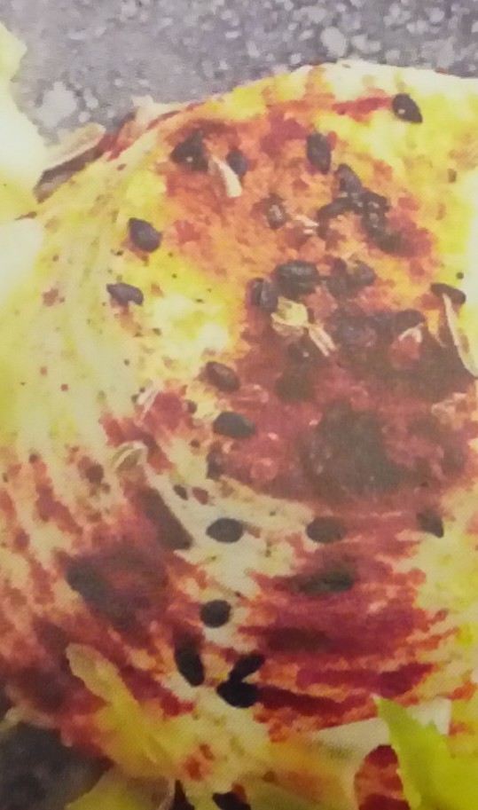 RICOTTINE AL FORNO di Marina Marini - Recipefy