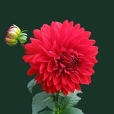 Dahlia-red-blossom-bloom-60597